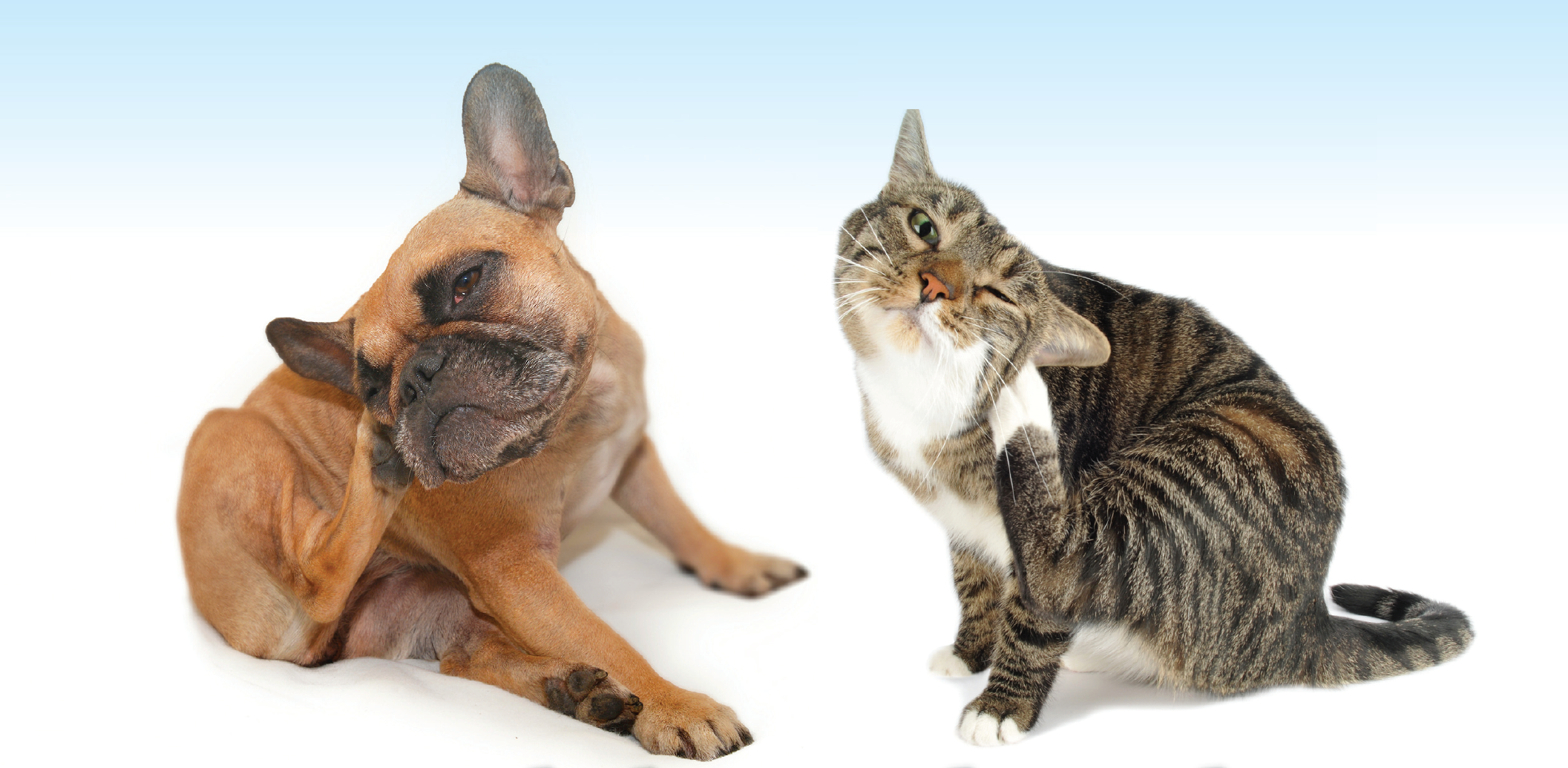 Jeuk je hond of kat: allergie? - Wagenrenk