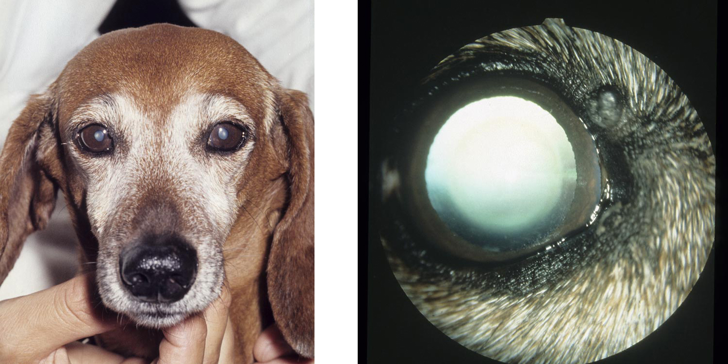 Passief Strippen snorkel Grauwe staar bij hond en kat - oorzaak en behandeling