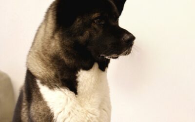 Casus: Haru de Amerikaanse Akita met een levertorsie